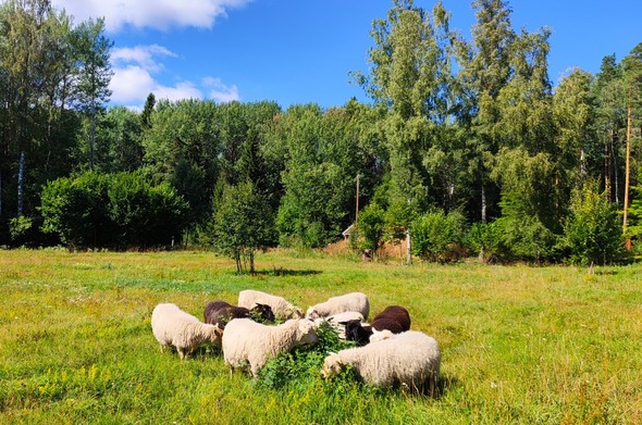 fresh-pastures fresh-pastures