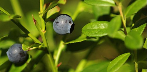 Heidelbeeren