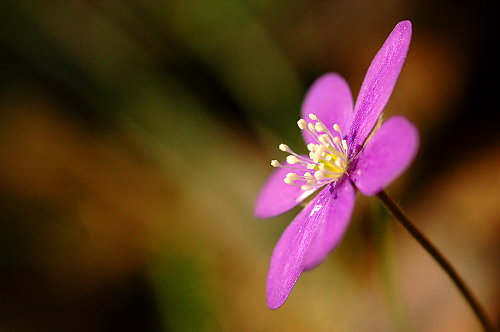 Leberblümchen