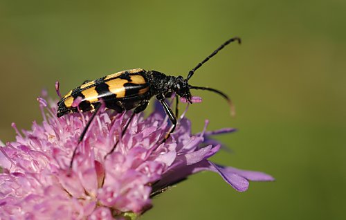 Käfer auf
Blume