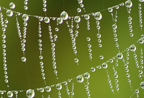 Tautropfen auf
Spinnennetz