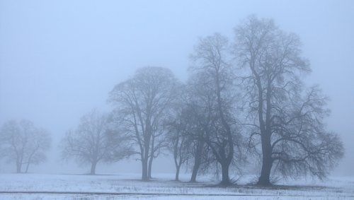 Bäume im
Nebel