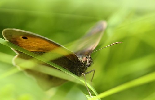 Schmetterling im
Grünen