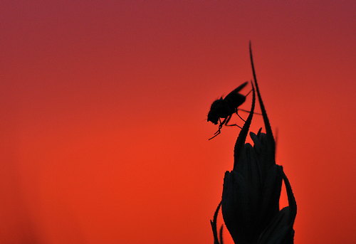 Fliege im
Sonnenuntergang