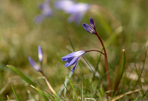 Der Frühling
kommt