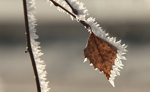 Eisblatt