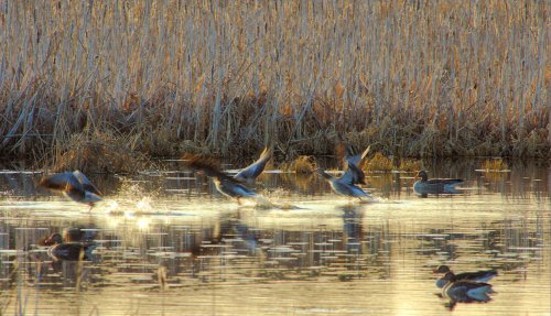 Gänse beim Start