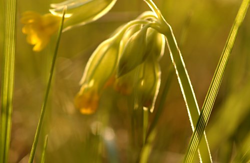 Echte
Schlüsselblume