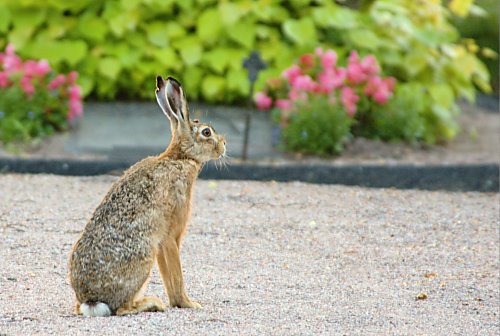 Hase auf
Friedhof