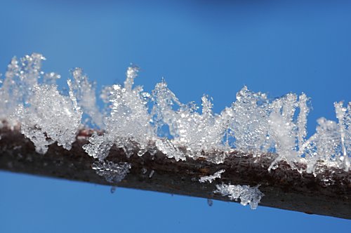 Zweig mit
Eiskristallen