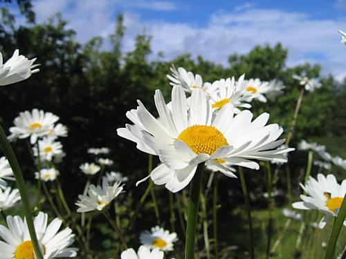 Margeriten im
Schärengarten