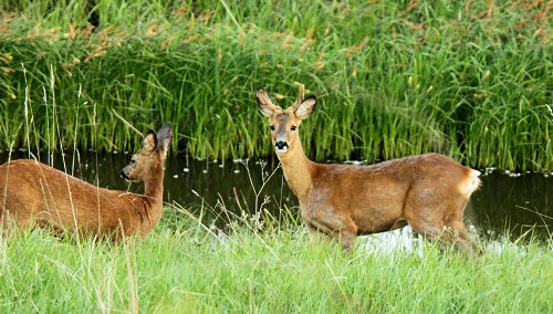 Zwei
Rehe