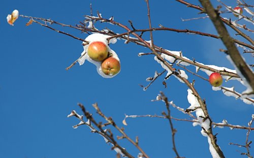 Schneeäpfel