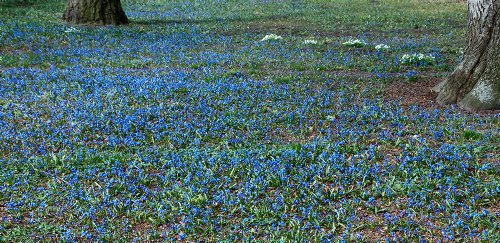 Blausterne und
Schneeglöckchen