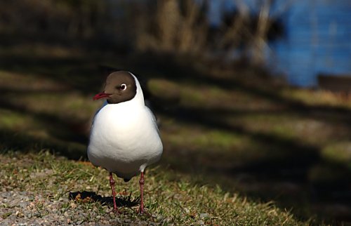 Lachmöve