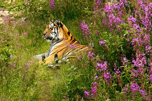 Ein schwedischer
Tiger