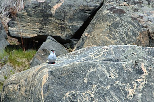 Seeschwalbe auf
Felsen