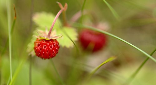 Zwei
Walderdbeeren