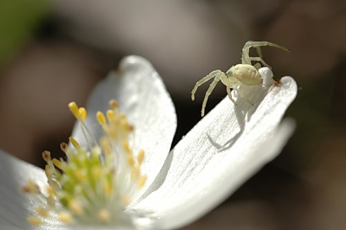 Spinne auf
Buschwindröschen